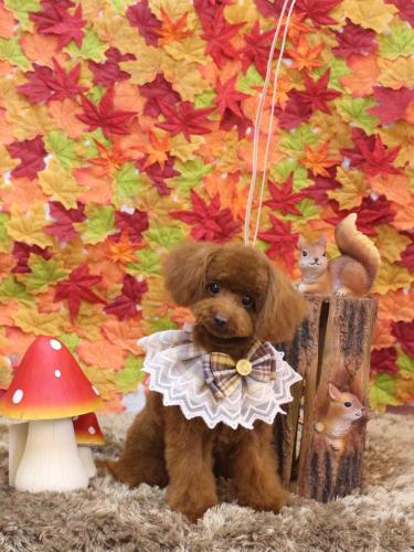 20241126ハニーちゃん